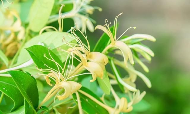 蜀冷烘干工艺——金银花如何烘干？