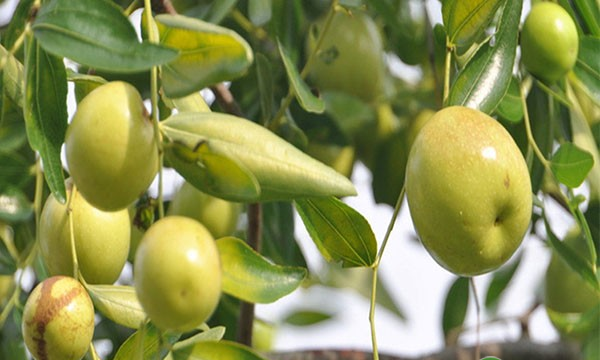 枣树的高产种植方法，建议农户收藏