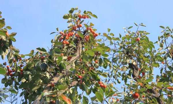 枣树的高产种植方法，建议农户收藏