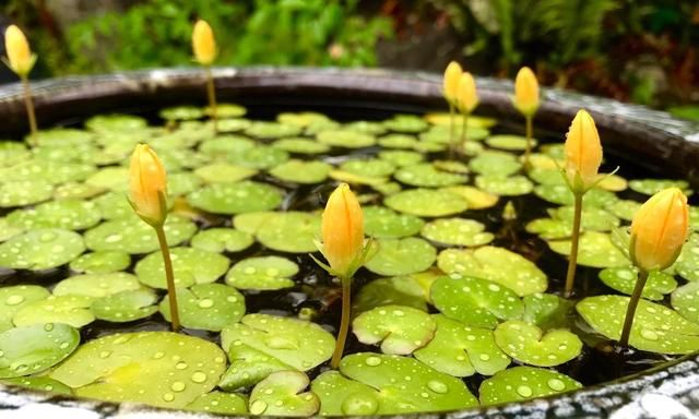 很适合养在室内的7大类水生植物，给适当光照，就能开出可爱小花