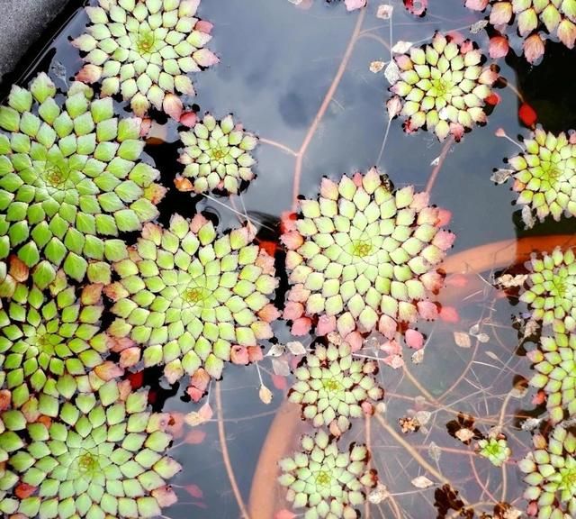 很适合养在室内的7大类水生植物，给适当光照，就能开出可爱小花