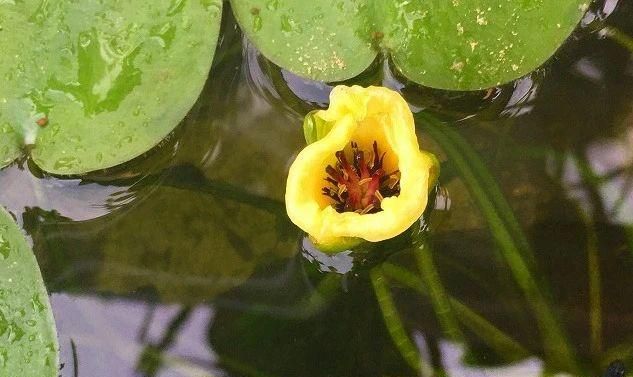 很适合养在室内的7大类水生植物，给适当光照，就能开出可爱小花