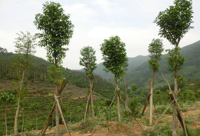 珍贵的沉香木，发现种植新方法，你确定不来看看？