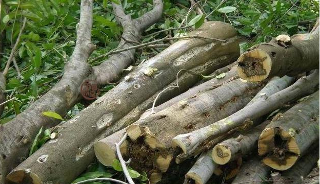 珍贵的沉香木，发现种植新方法，你确定不来看看？