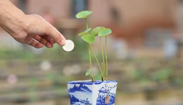 碗莲怎么养？2招教你，开花鲜艳满盆，叶子大又绿，碗里清澈见底