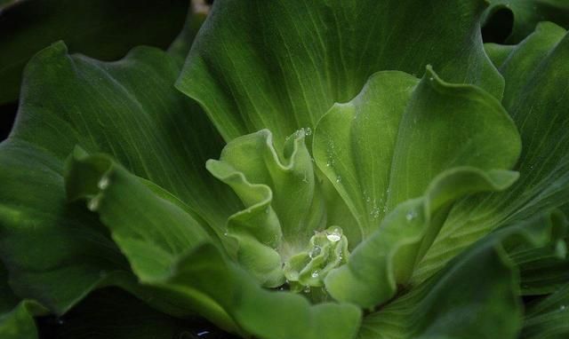 中药材大薸（水浮莲）