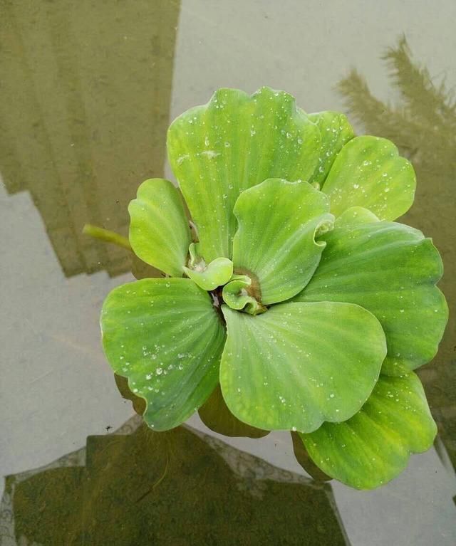 中药材大薸（水浮莲）