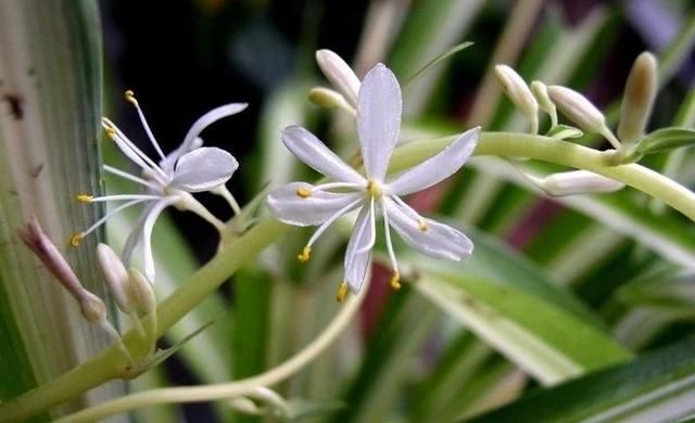 室内的吊兰开花就带来好运？怎么才能让它开花呢？