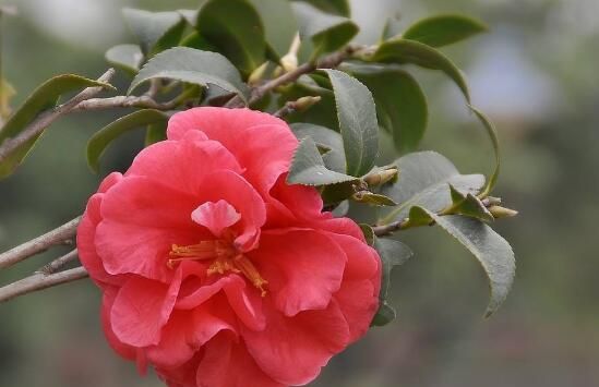 茶花怎么养才长得好，茶花养殖方法和注意事项