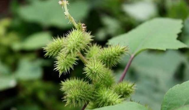 植物传播种子有哪些方法 四种常见方法介绍