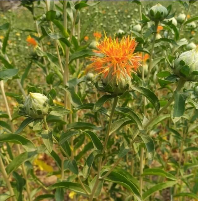 红花，种子可榨油