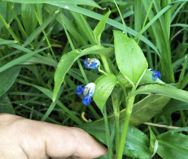 竹林里有1种“碧竹子”，原产于我国，蓝色的花瓣罕见，如今珍贵