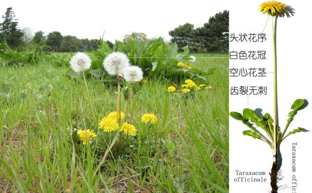 植物日记｜蒲公英不只是野草，它还能当作菜、草药、咖啡