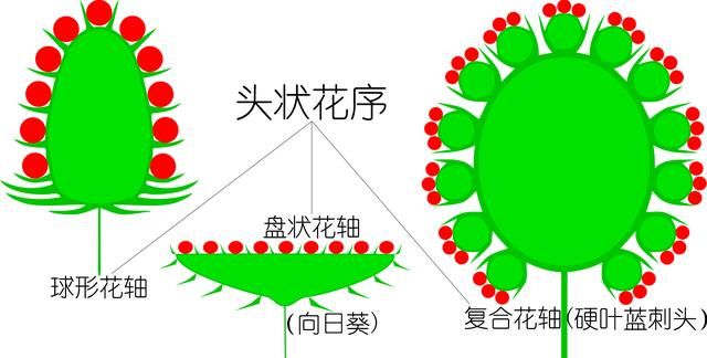 植物日记｜蒲公英不只是野草，它还能当作菜、草药、咖啡