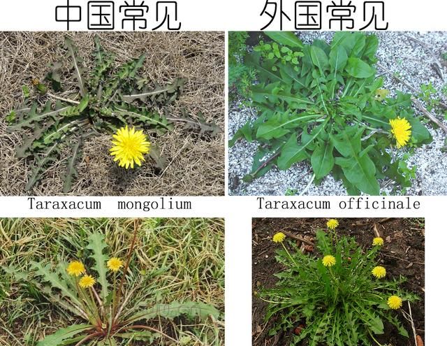 植物日记｜蒲公英不只是野草，它还能当作菜、草药、咖啡