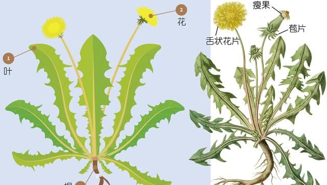 植物日记｜蒲公英不只是野草，它还能当作菜、草药、咖啡