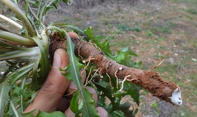 植物日记｜蒲公英不只是野草，它还能当作菜、草药、咖啡