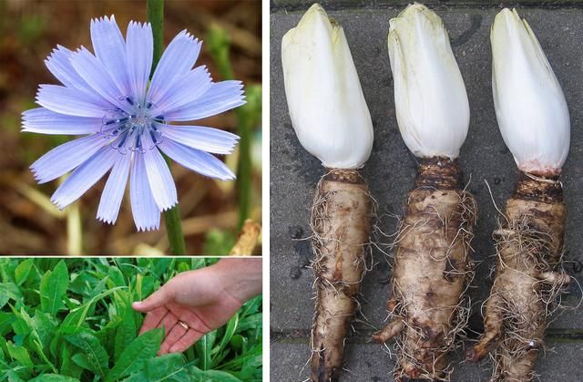 植物日记｜蒲公英不只是野草，它还能当作菜、草药、咖啡