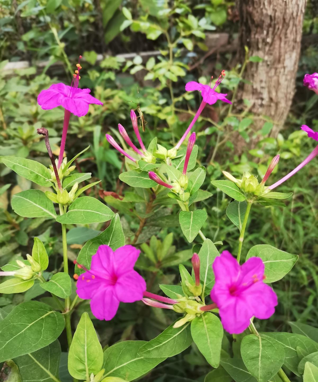 强阳性植物不能少了光，不然难开花，还特难活