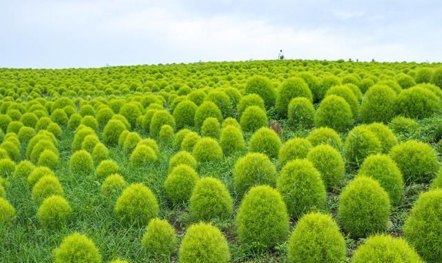 超全！100种公园小区常见绿化植物，再也不怕孩子问名字（上）