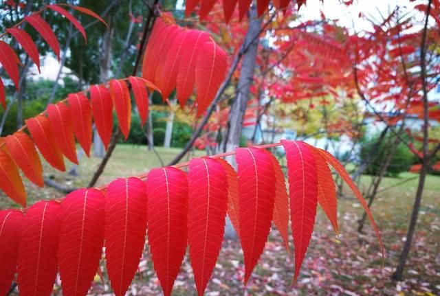 超全！100种公园小区常见绿化植物，再也不怕孩子问名字（上）