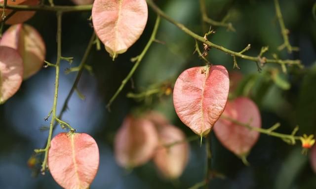 超全！100种公园小区常见绿化植物，再也不怕孩子问名字（上）