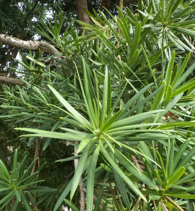 最霸气镇宅的罗汉松，这5种罗汉松最名贵，你认识几种？