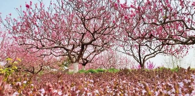 北京世界花卉大观园3—5月赏花时间表已做好，快收藏