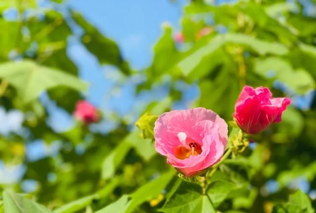 3000万株芙蓉花开了！成都21个观花地推荐，大半都免门票