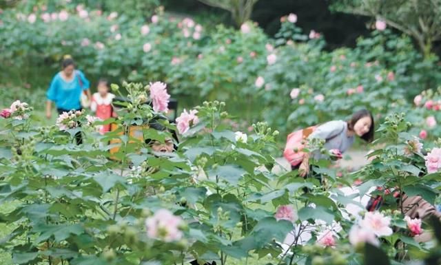 3000万株芙蓉花开了！成都21个观花地推荐，大半都免门票