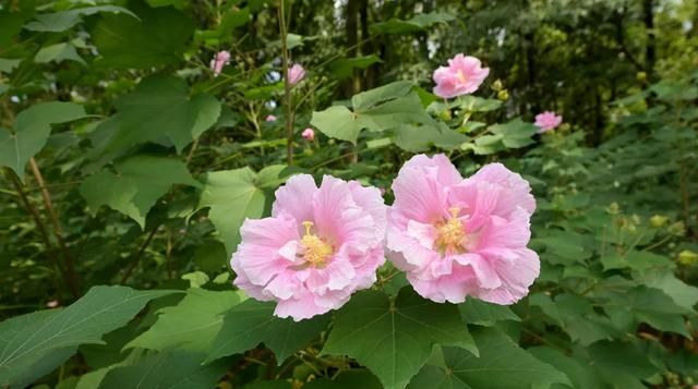 3000万株芙蓉花开了！成都21个观花地推荐，大半都免门票