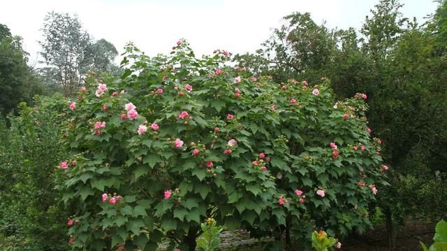 3000万株芙蓉花开了！成都21个观花地推荐，大半都免门票