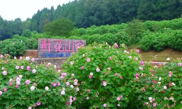 3000万株芙蓉花开了！成都21个观花地推荐，大半都免门票