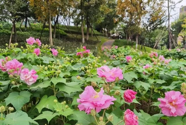 3000万株芙蓉花开了！成都21个观花地推荐，大半都免门票