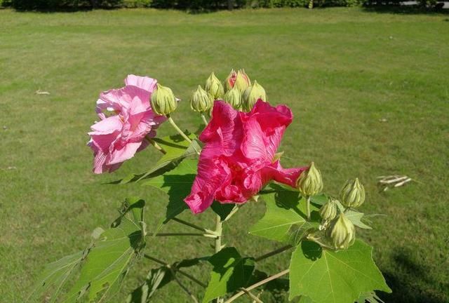 诗情花意：芙蓉花开，竟有如此纯洁的花语