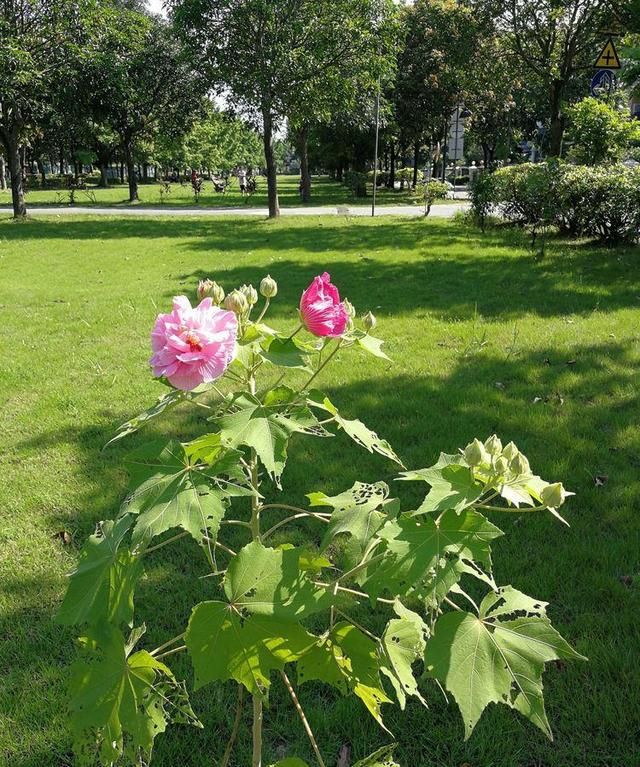 诗情花意：芙蓉花开，竟有如此纯洁的花语