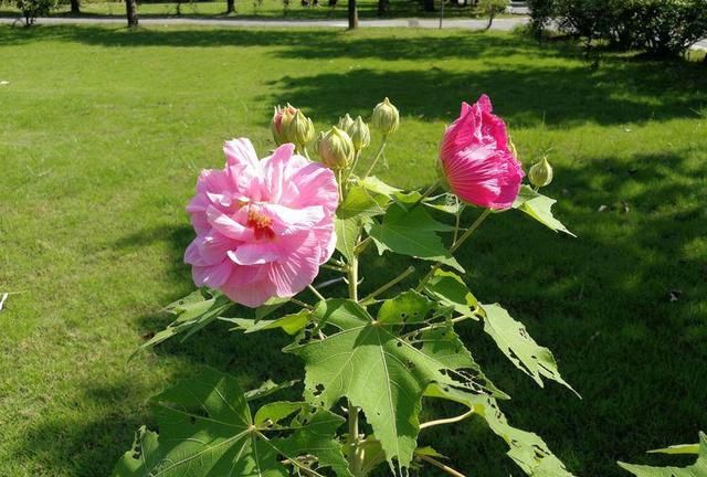 诗情花意：芙蓉花开，竟有如此纯洁的花语