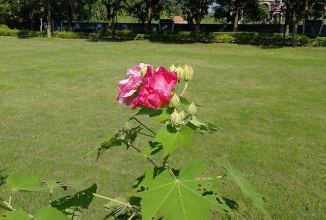 诗情花意：芙蓉花开，竟有如此纯洁的花语