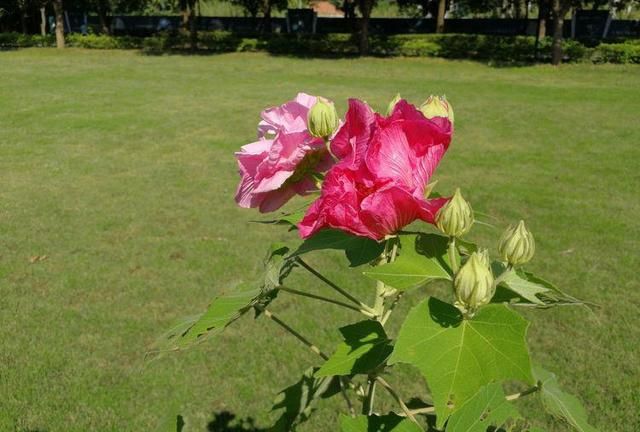 诗情花意：芙蓉花开，竟有如此纯洁的花语