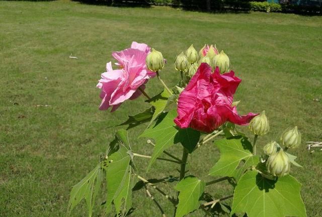 诗情花意：芙蓉花开，竟有如此纯洁的花语