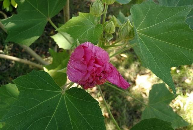 诗情花意：芙蓉花开，竟有如此纯洁的花语