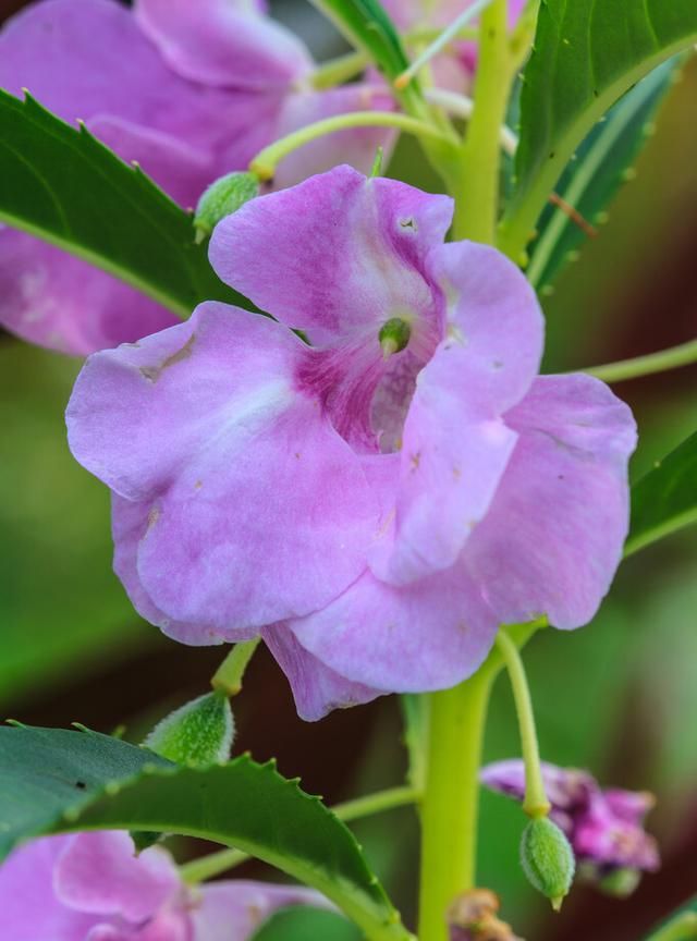 能染指甲的凤仙花，种在房前屋后，美如“花海”，还能“防蛇”