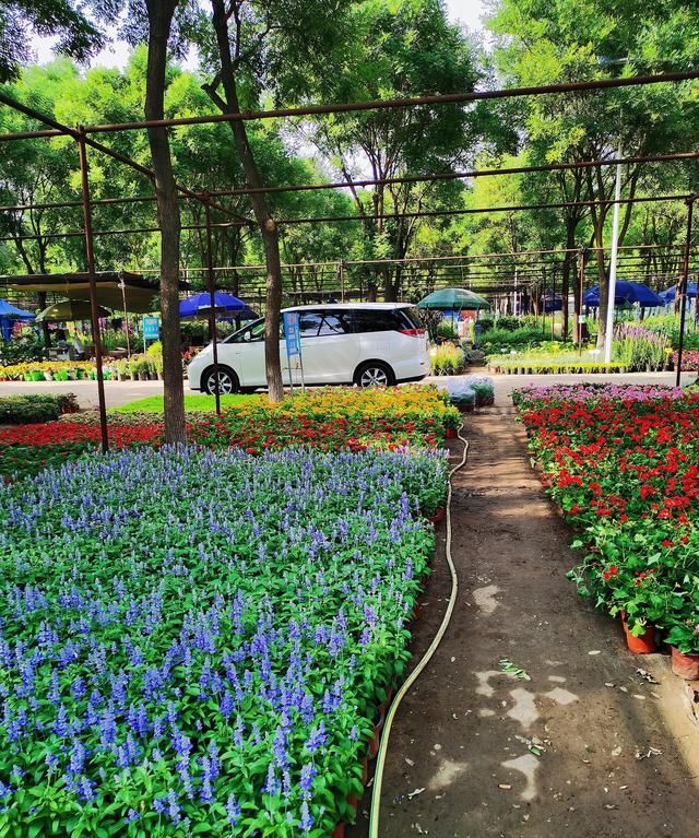 北京南四环鲜花批发市场 价格太便宜 2-5元一盆 鲜花自由