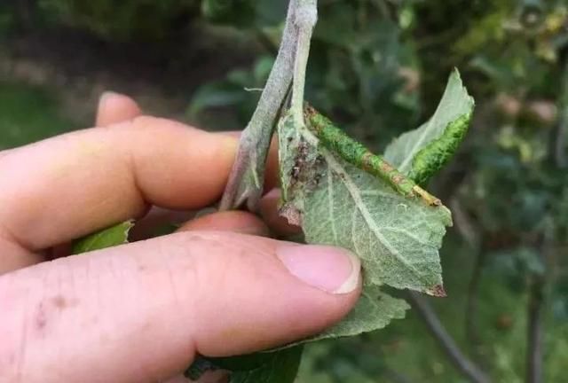 2种暴力清除蚜虫的方法，在厨房就能找到杀虫材料