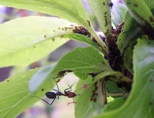 2种暴力清除蚜虫的方法，在厨房就能找到杀虫材料