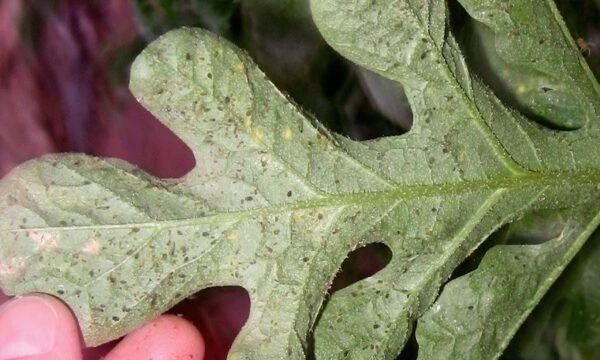 2种暴力清除蚜虫的方法，在厨房就能找到杀虫材料