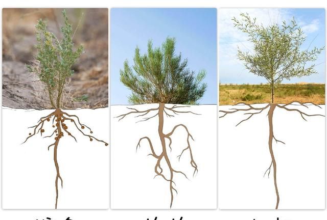 原来梭梭树的作用这么大，怪不得沙漠植树会选择它