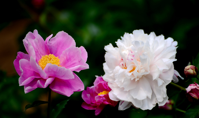 「诗词鉴赏」芍药不嫌春欲老，十二首芍药的诗词，好似牡丹倾国色