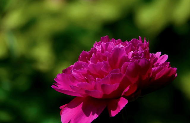 「诗词鉴赏」芍药不嫌春欲老，十二首芍药的诗词，好似牡丹倾国色