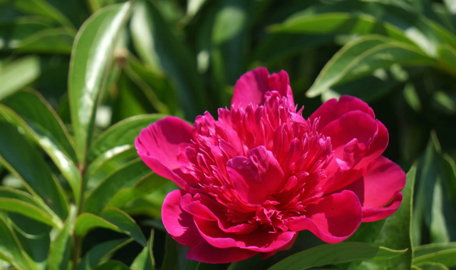 「诗词鉴赏」芍药不嫌春欲老，十二首芍药的诗词，好似牡丹倾国色